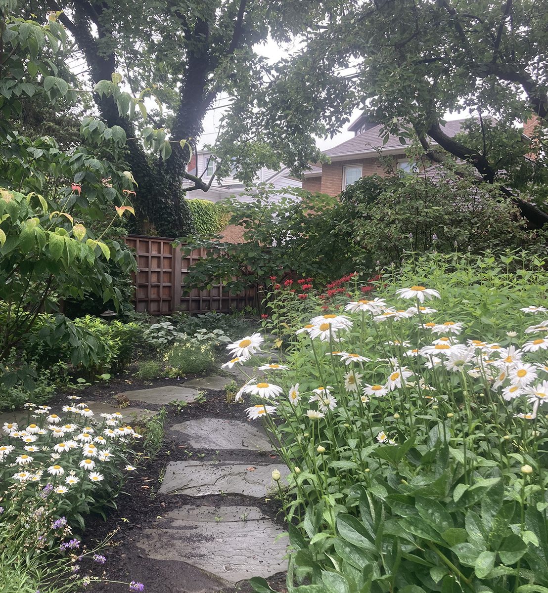Daisy garden with stone path
