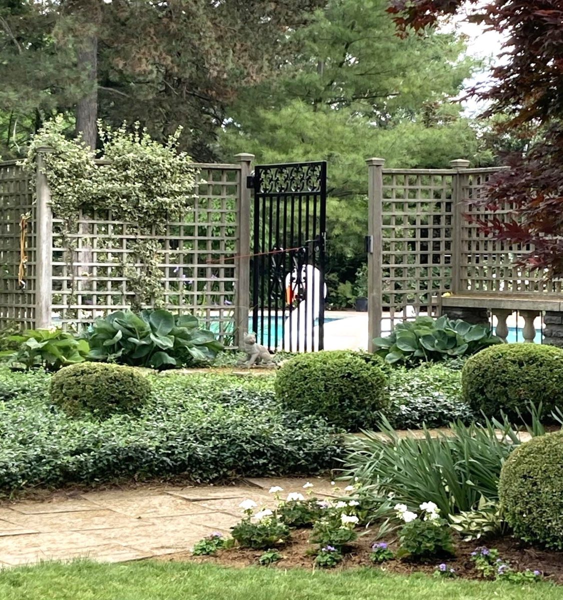 Trellis gate with boxwood