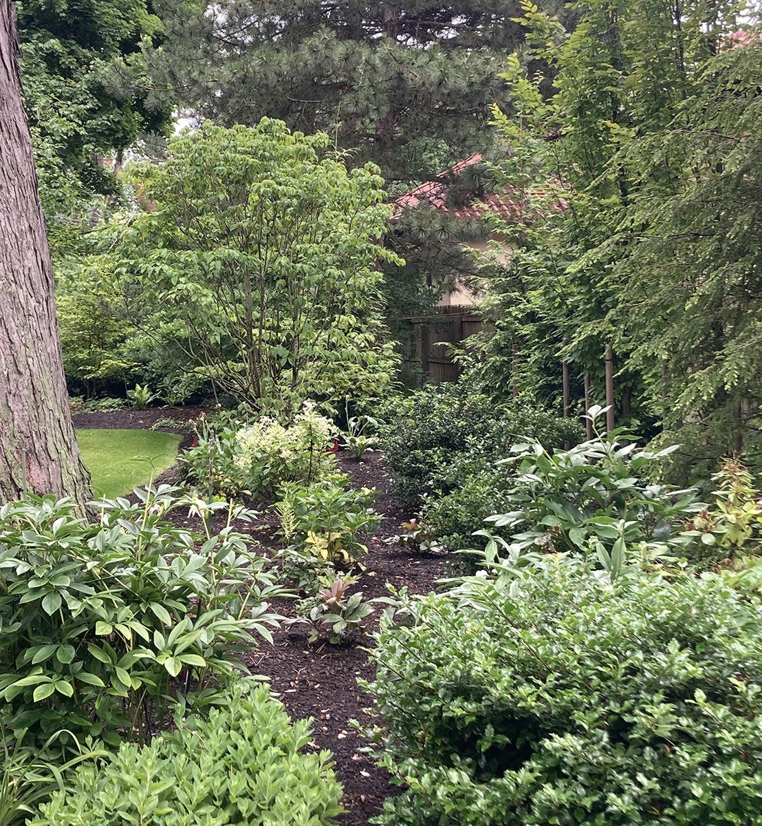 Woodland garden border